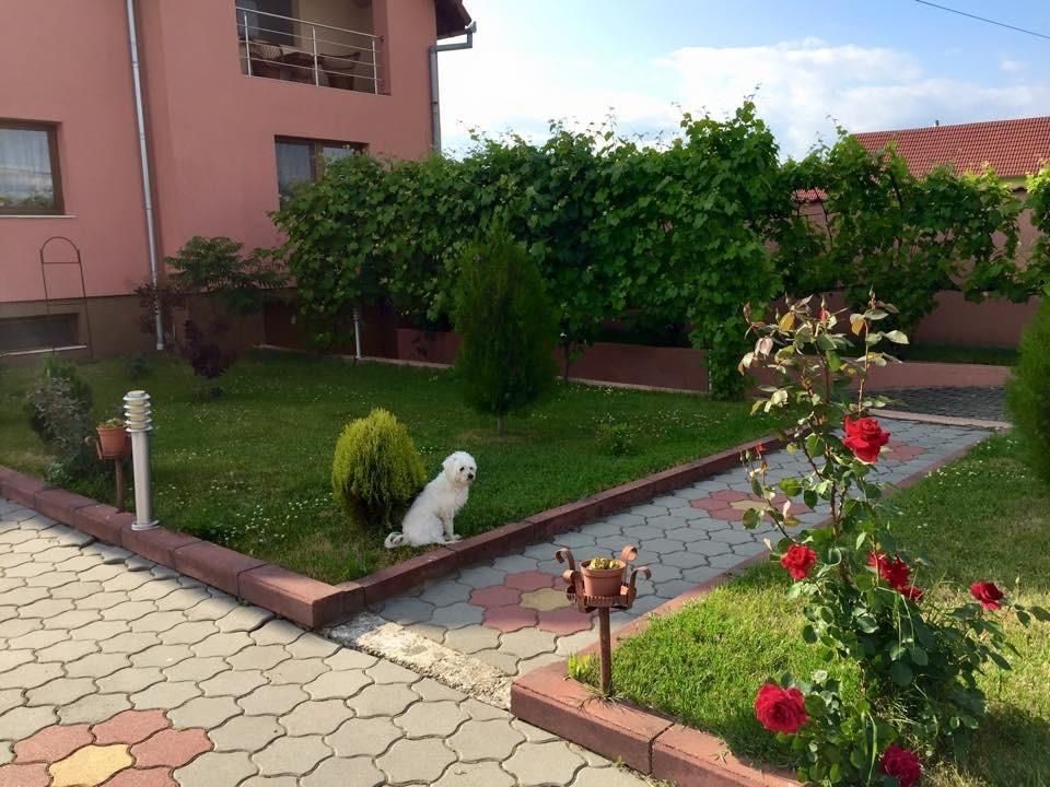 Vila La Izvor Petresti Zewnętrze zdjęcie